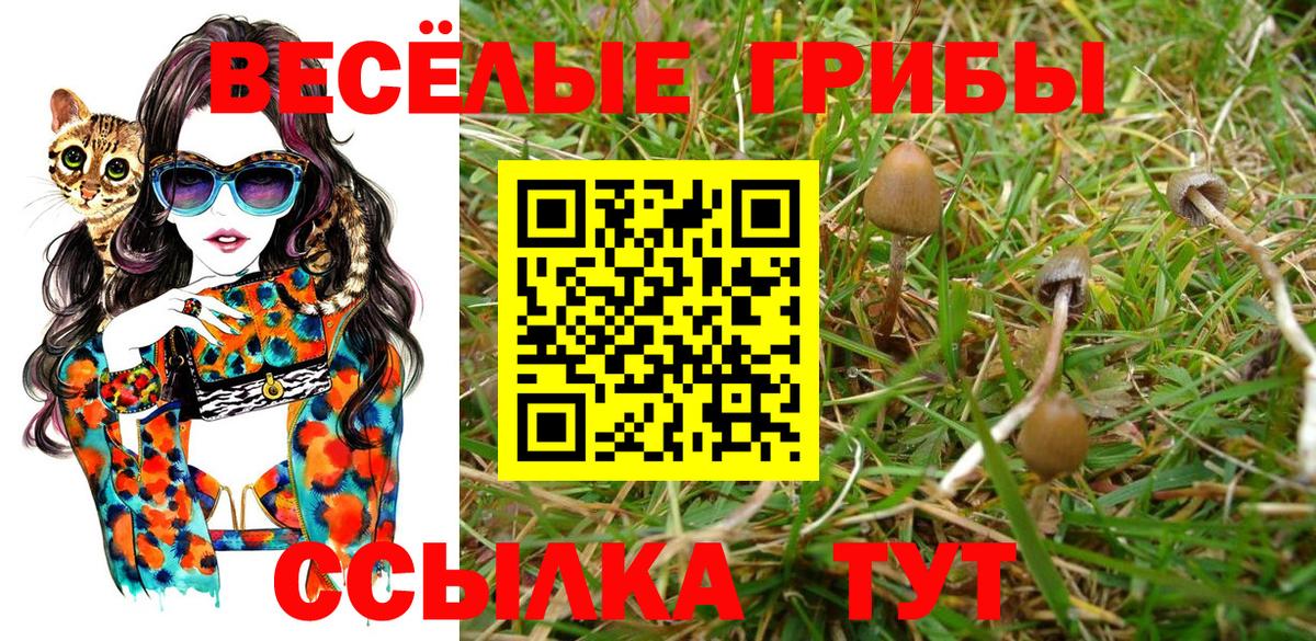 Галлюциногенные грибы Psilocybe Барабинск